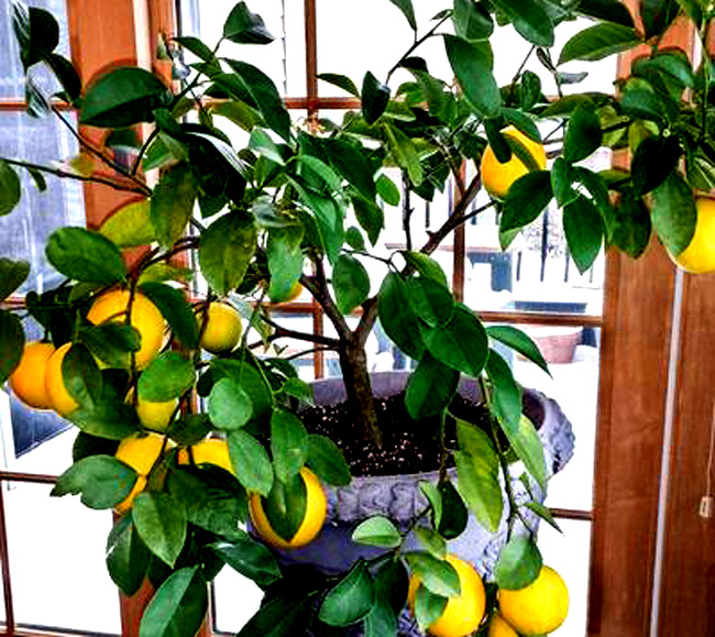 How to Grow Lemon Trees ‍Faster Easy Tips SVG