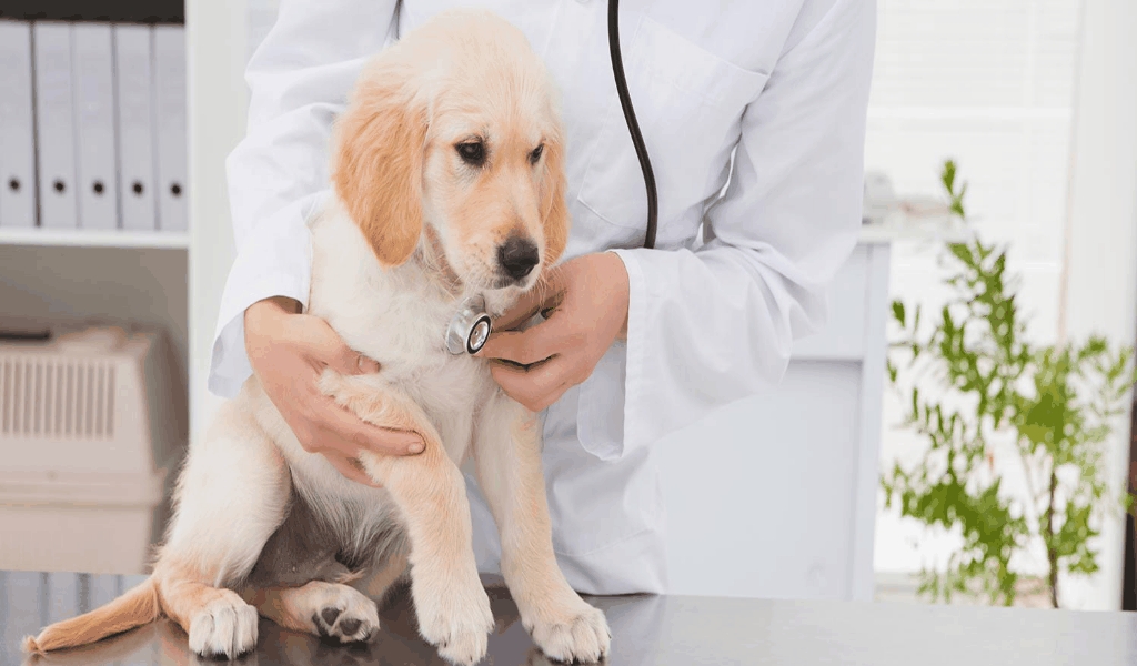 The Greatest Guide To Pets Insurance Package Pitch Pets