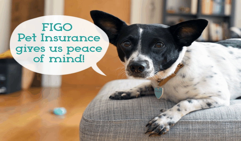 The Low Down On Pet Insurance Supplies Exposed Clever Pets