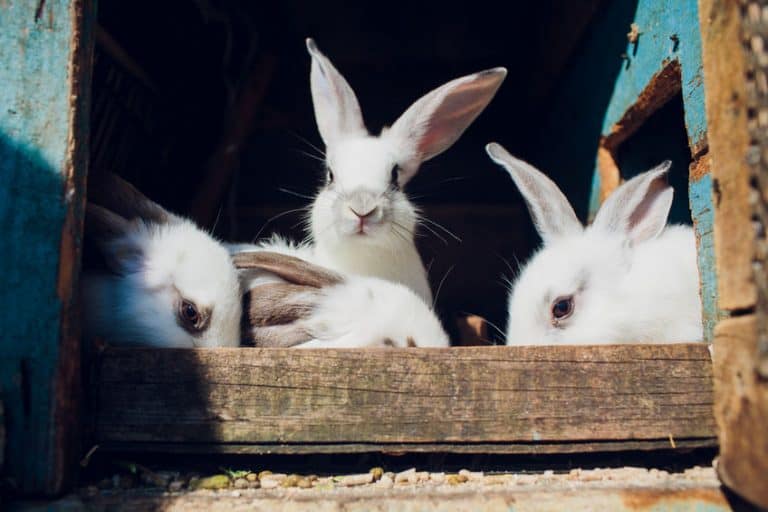 Rabbit cage which is the best of 2021? Best Family Pets