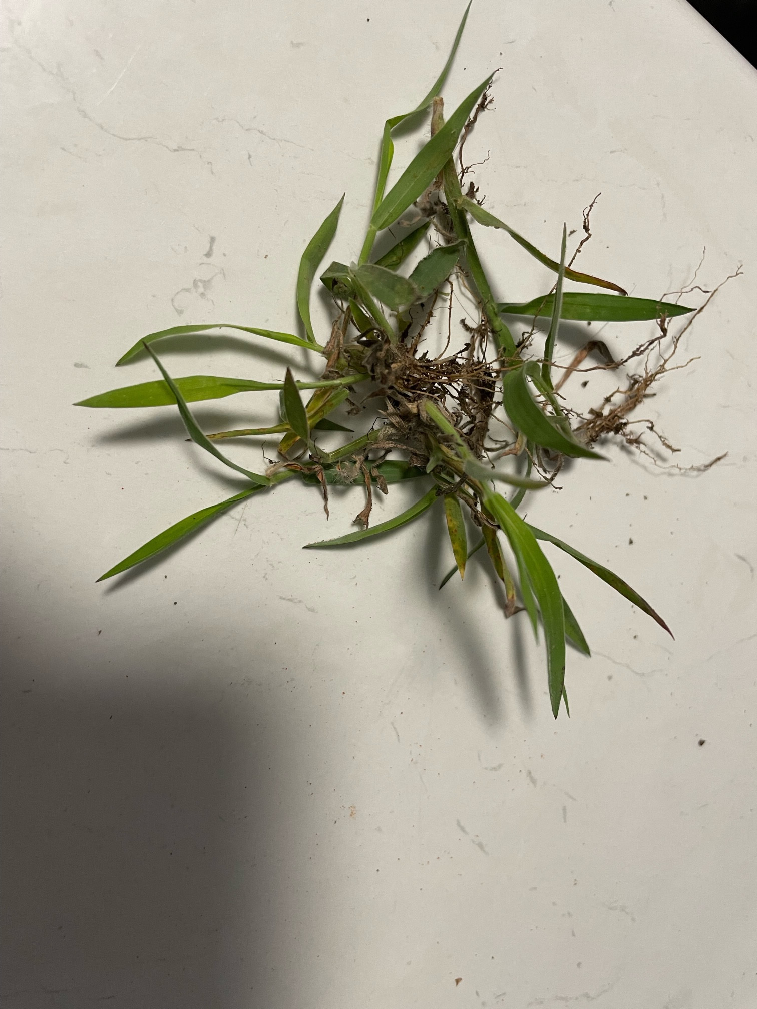 How to kill summergrass ("hairy crabgrass", ""hairy finger gras