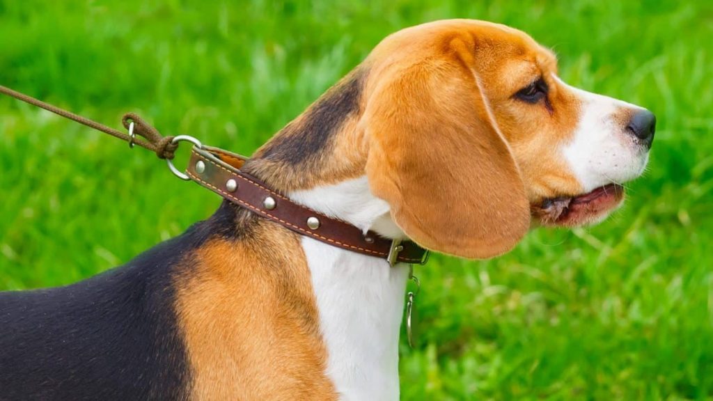 Antibark collars Which is the best of 2021? Best Family Pets