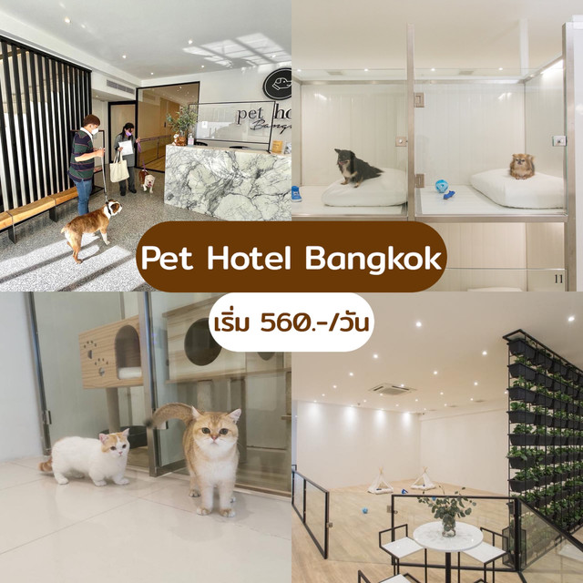 มัดรวม 10 โรงแรมฝากหมาแมว มีคนดูแล ทาสเที่ยวสบายใจ ถึงไหนถึงกัน เว็บ