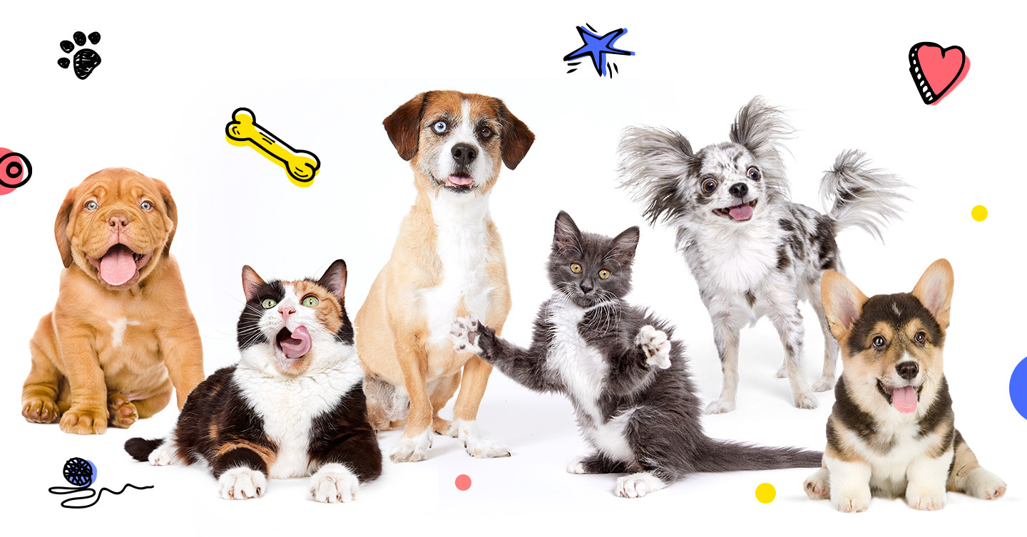 Medical Emergencies Covered By Pet Insurance Best Family Pets
