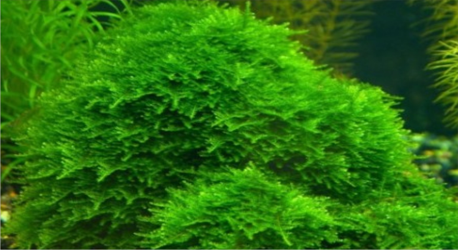simple aquascape