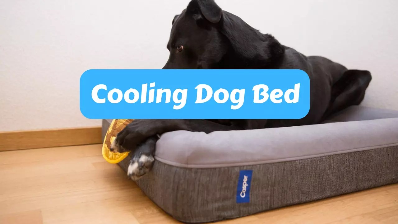 Cooling Dog Bed Best Family Pets