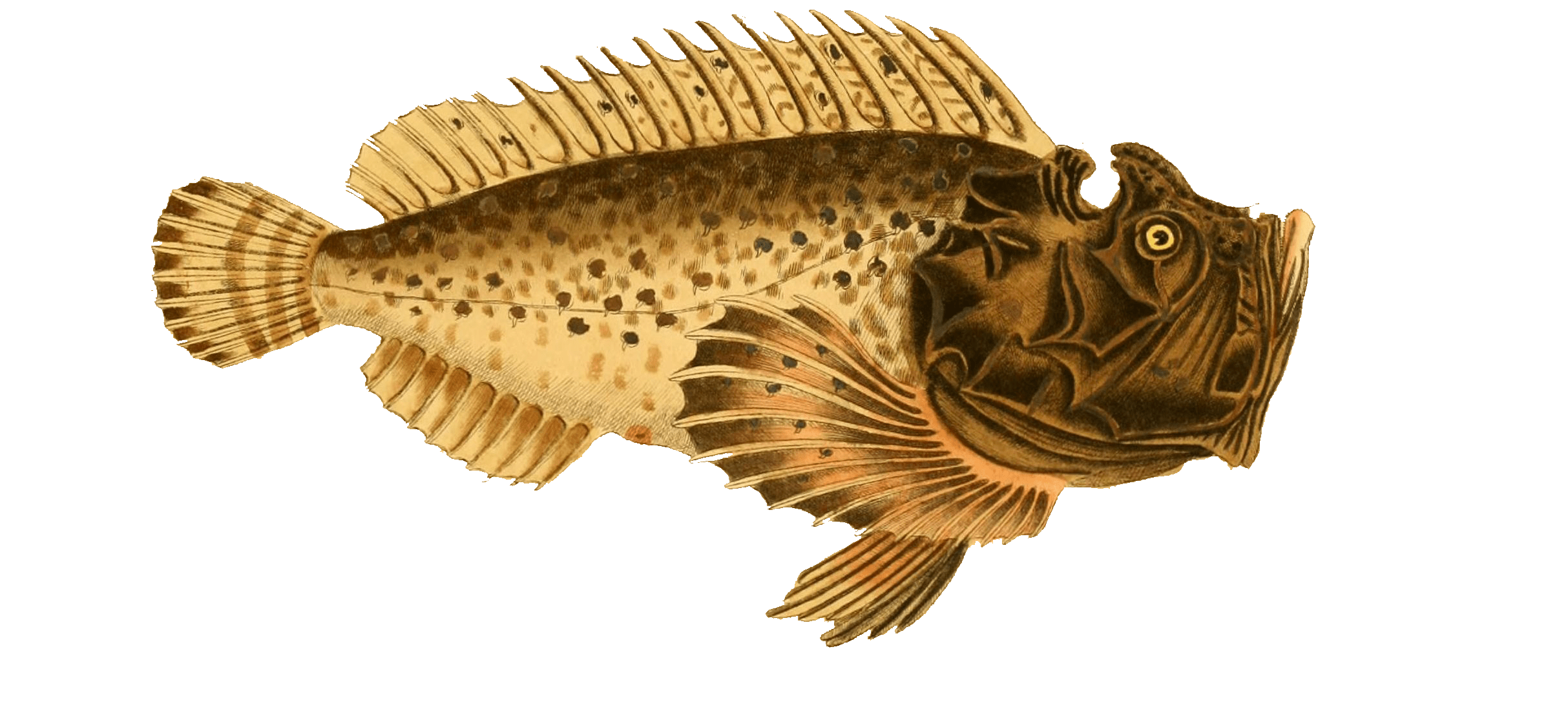 Fish Part 2 GM Binder