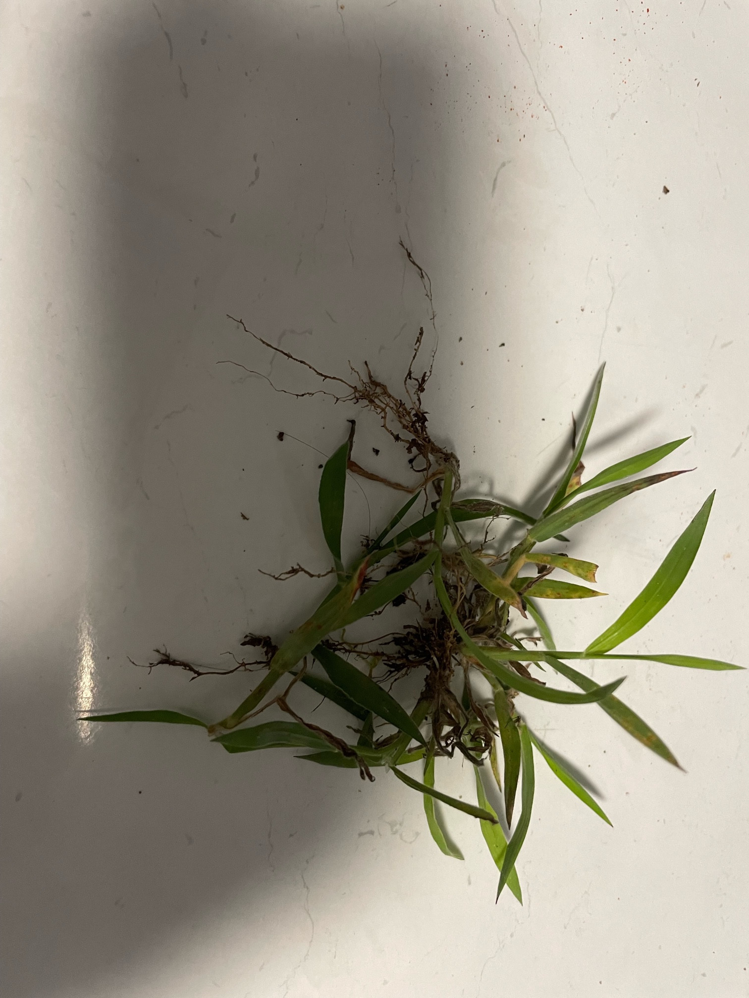 How to kill summergrass ("hairy crabgrass", ""hairy finger gras