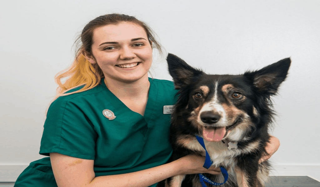 The Free Pets Insurance Managing Diaries Animal Land