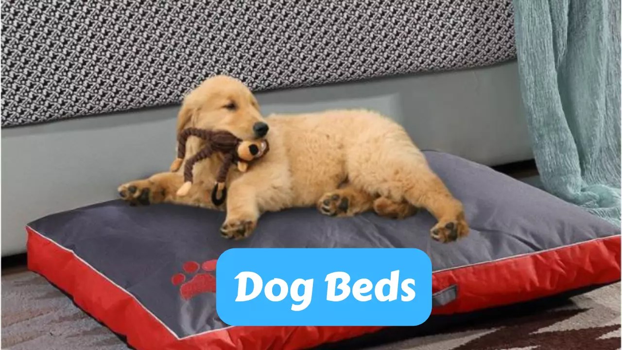 Dog Beds Best Family Pets