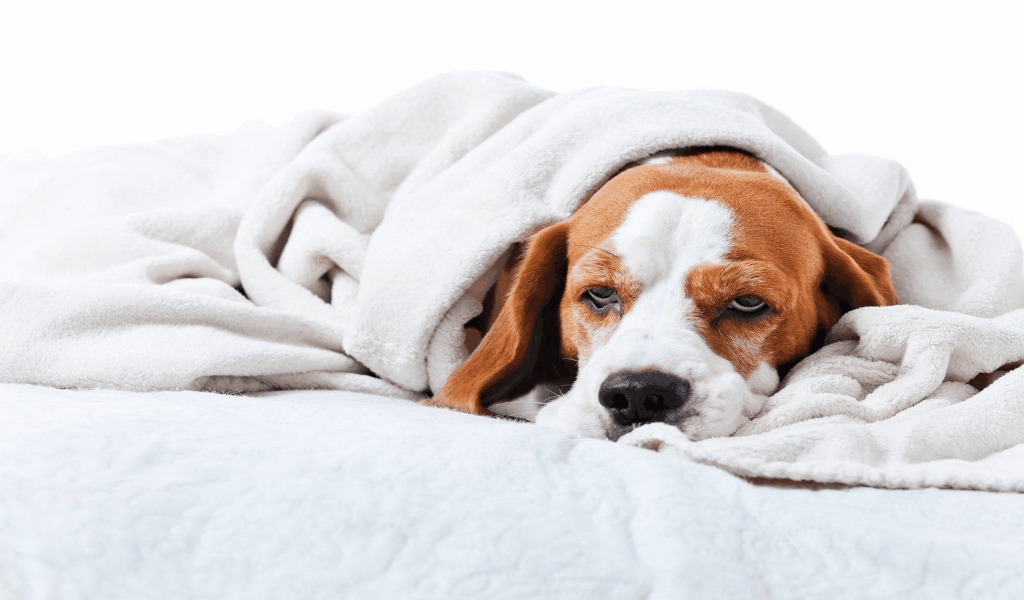 The Secret For General Tips Of Insurance For Pets Unmasked in 5 Basic
