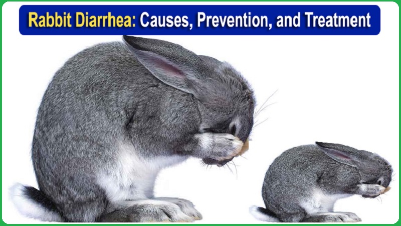Rabbit Diarrhea