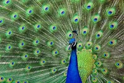 Peacock Feathers Canvas Art Print by Unknown Artist iCanvas
