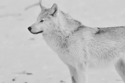 White Wolf Canvas Print by Gordon Semmens iCanvas