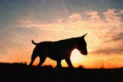 English Bull Terrier Canvas Art by Michael Tompsett iCanvas