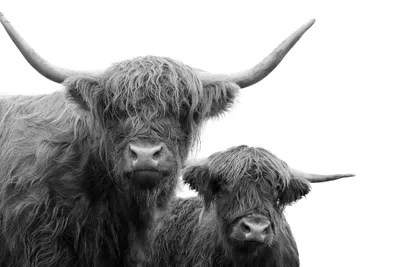 Highland Cows Black White I Canvas Wall Art Anita's & Bella's Art
