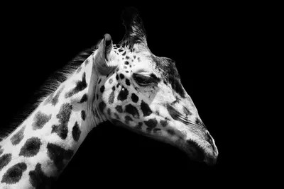 Black And White Giraffe Canvas Art by Adrian Vieriu iCanvas