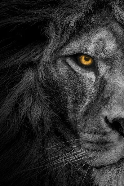 Lion Black And White With Color Eyes Half Canvas Art Adrian Vieriu