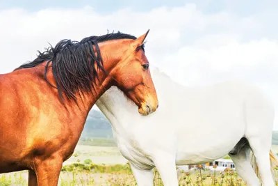 Brown And White Canvas Artwork by Andrew Lever iCanvas