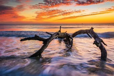 Driftwood Beach Art Print by Jon Bilous iCanvas