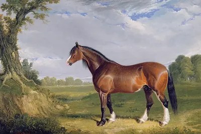 A Clydesdale Stallion, 1 Canvas Wall Art John Frederick Herring Sr