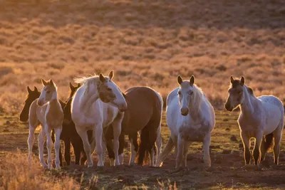 Wild horses at mineral lick Canvas Art Print by Ken Archer iCanvas