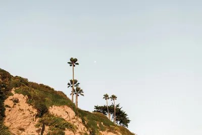 Palm Trees And Cliffs In Cali Can Canvas Wall Art Chelsea Victoria
