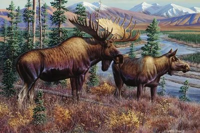Moose Canvas Wall Art by Cynthie Fisher iCanvas