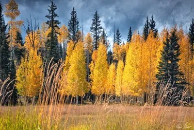 Through The Yellow Trees I Canvas Art by David Drost iCanvas