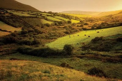 Irish Hillside Canvas Print by Dennis Frates iCanvas