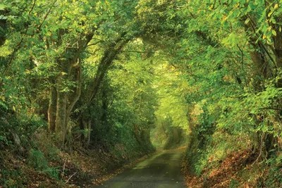 Spring Lane Canvas Art by Dautlich iCanvas