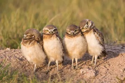 Wyoming, Sublette County. Four Burrowing Owl... Elizabeth Boehm iCanvas
