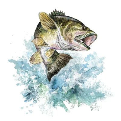 Bass Fish Painting
