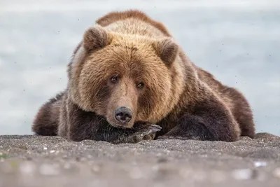 Grizzly Bear Look Canvas Art by Eric Fisher iCanvas
