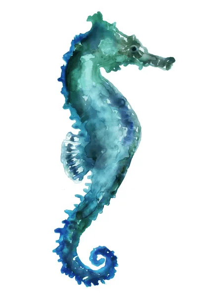 Sea Horse Canvas Wall Art by Edward Selkirk iCanvas