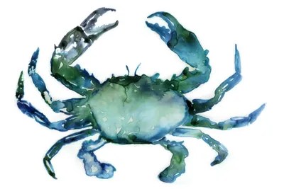 Crab Canvas Art Print by Edward Selkirk iCanvas