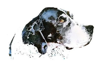 English Pointer Art Print by EdsWatercolours iCanvas