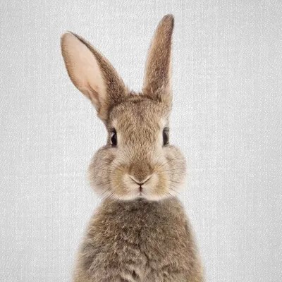 Rabbit Canvas Art by Gal Design iCanvas