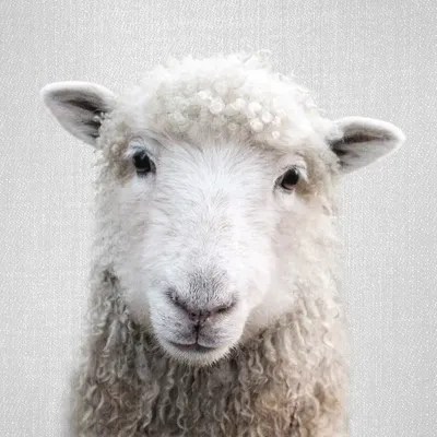 Sheep Canvas Art by Gal Design iCanvas