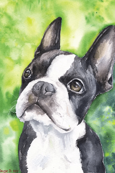 Boston Terrier Portrait Canvas Wall Art by Dyachenko iCanvas