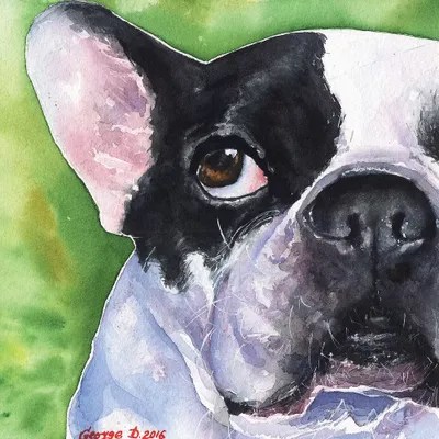 French Bulldog Canvas Art by Dyachenko iCanvas