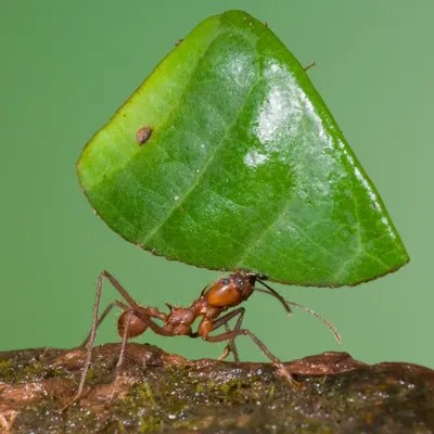 Leafcutter Ant Carrying Leaf, Costa Rica I Art Steve Gettle iCanvas