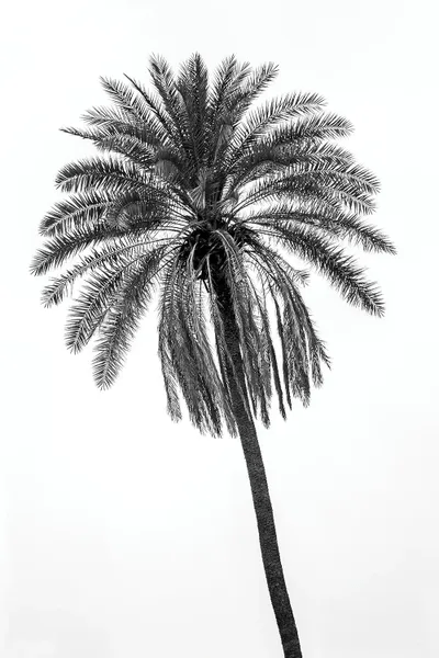 Palm Tree Art Print by Glauco Meneghelli iCanvas