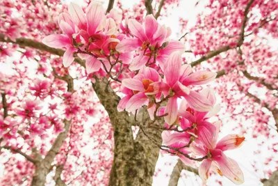 Pink Magnolia Tree Bloom Canvas Art by Oze iCanvas