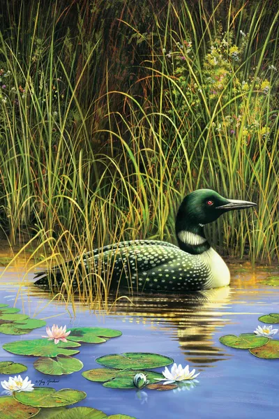 Loon Canvas Wall Art by Greg Giordano iCanvas