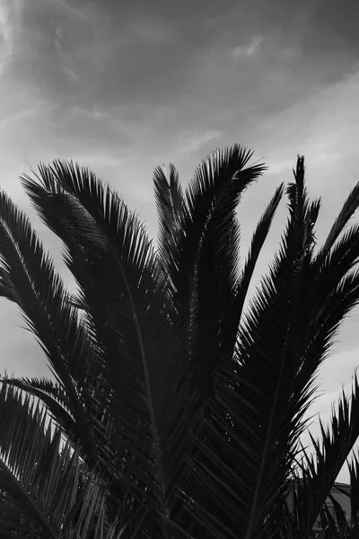 Black & White Palm Leaves Canv Canvas Art Print Sebastian Hilgetag