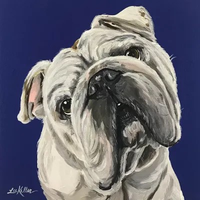 English Bulldog On Blue Canv Canvas Art Print Hippie Hound Studios