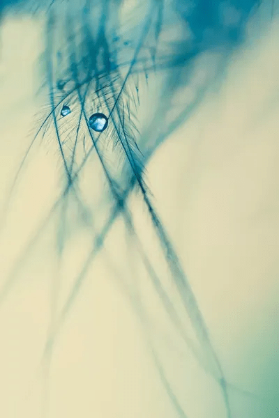 Angel Tears Canvas Wall Art by Ingrid Beddoes iCanvas