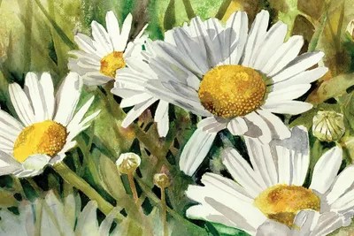 Daisies Don't Tell Canvas Artwork by Judith Stein iCanvas