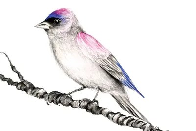 Purple Bird Canvas Art by Joanna Haber iCanvas